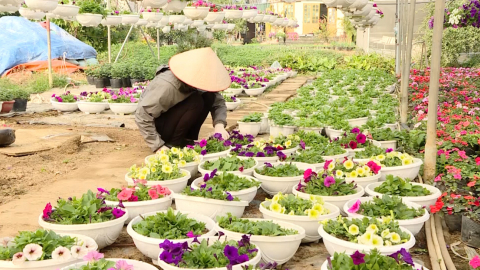 Ninh Ph&uacute;c v&agrave;o vụ hoa Tết