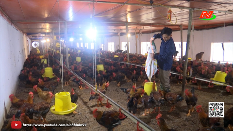 Ph&aacute;t triển chăn nu&ocirc;i gắn với bảo vệ m&ocirc;i trường