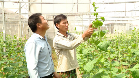 Ninh B&igrave;nh hướng tới sản xuất n&ocirc;ng nghiệp hữu cơ, an to&agrave;n