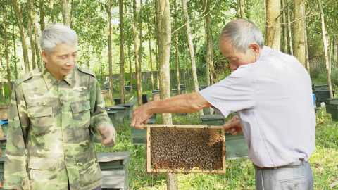 Thạch B&igrave;nh ph&aacute;t triển nghề nu&ocirc;i ong lấy mật