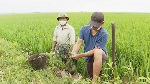 C&aacute;c biện ph&aacute;p diệt chuột bảo vệ l&uacute;a Đ&ocirc;ng Xu&acirc;n