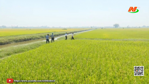 Sản xuất vụ đ&ocirc;ng, kh&oacute; khăn v&agrave; giải ph&aacute;p