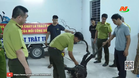 Cơn sốt c&acirc;y Muội hồng v&agrave; những hệ lụy