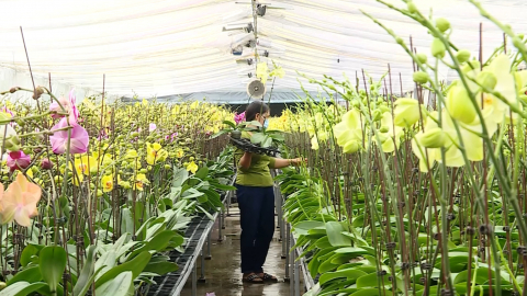 Hiệu quả từ ch&iacute;nh s&aacute;ch khuyến kh&iacute;ch ph&aacute;t triển n&ocirc;ng nghiệp c&ocirc;ng nghệ cao