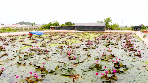 Hiệu quả ph&aacute;t triển m&ocirc; h&igrave;nh thủy sản v&ugrave;ng trũng