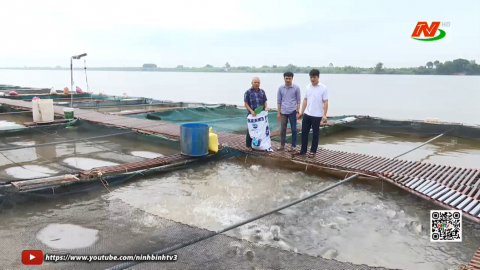 Chăm s&oacute;c con nu&ocirc;i thủy sản nước ngọt m&ugrave;a mưa b&atilde;o