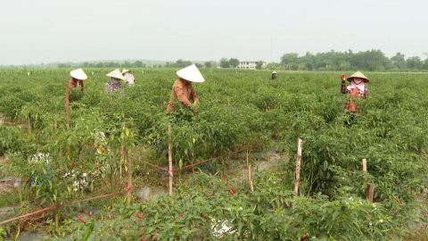 C&aacute;c hợp t&aacute;c x&atilde; n&ocirc;ng nghiệp n&acirc;ng cao hiệu quả sản xuất, kinh doanh