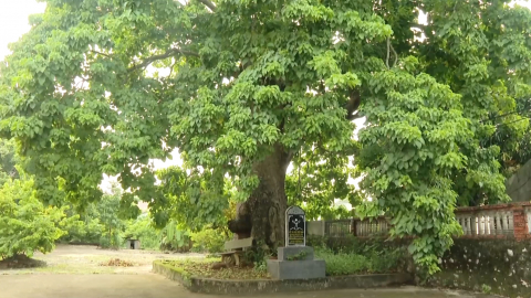 Quản l&yacute;, bảo vệ c&acirc;y di sản