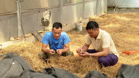 M&ocirc; h&igrave;nh nu&ocirc;i ốc nhồi mang lại hiệu quả kinh tế cao