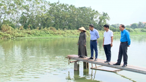 Hiệu quả m&ocirc; h&igrave;nh nu&ocirc;i c&aacute; l&oacute;c b&ocirc;ng tr&ecirc;n ruộng trũng