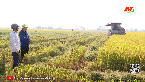Kết nối đầu ra cho hạt l&uacute;a