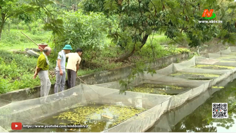 Cựu chiến binh Ninh Giang thi đua ph&aacute;t triển kinh tế