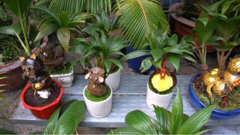 Độc đ&aacute;o bonsai dừa h&igrave;nh hổ Tết Nh&acirc;m dần