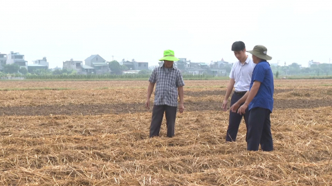 Y&ecirc;n Cường hướng tới sản xuất vụ đ&ocirc;ng an to&agrave;n, bền vững