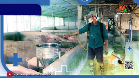 C&aacute;c c&aacute;ch để ph&ograve;ng chống dịch tả lợn ch&acirc;u Phi