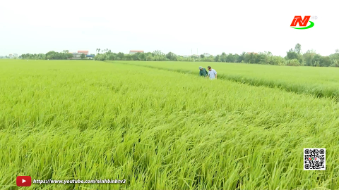 Canh t&aacute;c l&uacute;a giảm ph&aacute;t thải