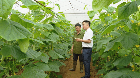 Thanh ni&ecirc;n l&agrave;m gi&agrave;u tr&ecirc;n mảnh đất qu&ecirc; hương