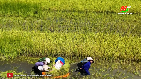 Thời sự Trưa NinhBinhTV - 03/06/2023