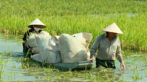 Đức Long khẩn trương ti&ecirc;u tho&aacute;t nước, cứu l&uacute;a bị ngập &uacute;ng