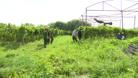 Triển khai cưỡng chế kiểm đếm bắt buộc phục vụ giải ph&oacute;ng mặt bằng dự &aacute;n khai th&aacute;c kho&aacute;ng sản