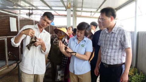 Ứng dụng khoa học kỹ thuật x&acirc;y dựng m&ocirc; h&igrave;nh cầy v&ograve;i hương