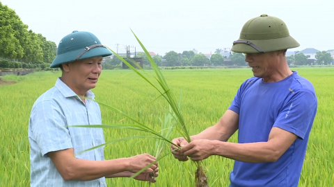 Chủ động ph&ograve;ng trừ s&acirc;u bệnh, bảo vệ l&uacute;a m&ugrave;a