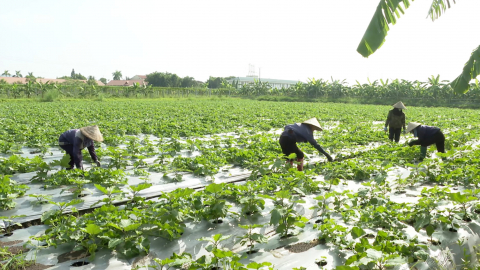 Ph&aacute;t triển n&ocirc;ng nghiệp sinh th&aacute;i gắn với bảo vệ m&ocirc;i trường