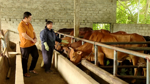 Đa dạng sinh kế, giảm ngh&egrave;o bền vững tại Ph&uacute; Sơn