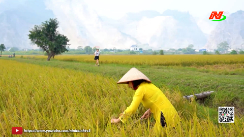 Em đi giữa biển v&agrave;ng