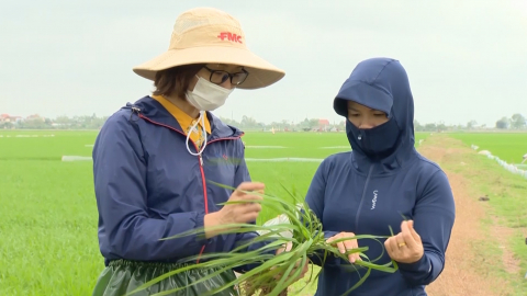 Kỹ thuật ph&ograve;ng trừ bệnh đạo &ocirc;n l&aacute; l&uacute;a
