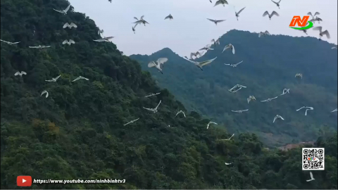 Chung tay bảo vệ "L&aacute; phổi xanh"