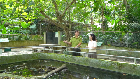Trung t&acirc;m bảo tồn r&ugrave;a C&uacute;c Phương - Ng&ocirc;i nh&agrave; chung của những lo&agrave;i r&ugrave;a qu&yacute; hiếm