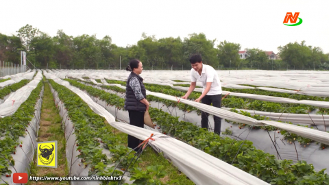Tuyệt chi&ecirc;u nh&agrave; n&ocirc;ng_Tập 180: Chăm s&oacute;c d&acirc;u t&acirc;y giai đoạn ra hoa; Ph&ograve;ng trừ c&aacute;c loại s&acirc;u bệnh thường gặp tr&ecirc;n c&acirc;y s&uacute;p lơ