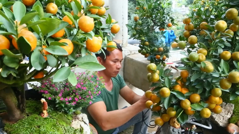 Đa dạng thị trường c&acirc;y cảnh Tết