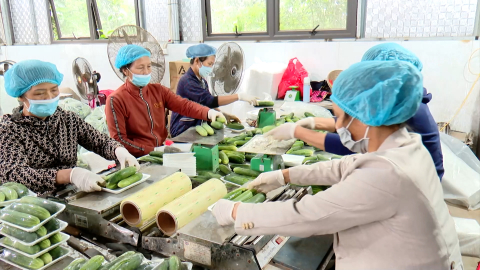 Kinh tế tập thể, HTX trợ lực ph&aacute;t triển kinh tế n&ocirc;ng th&ocirc;n