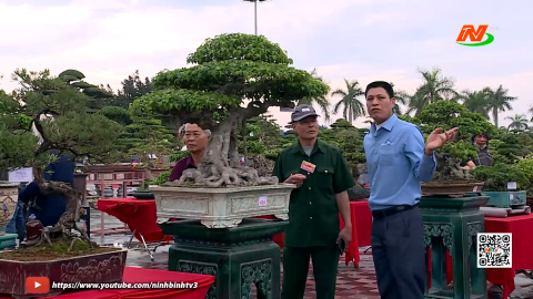 Khai mạc trưng b&agrave;y sinh vật cảnh xu&acirc;n B&iacute;nh Ngọ 2026