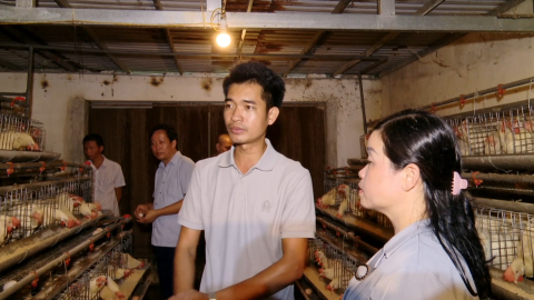 Nu&ocirc;i g&agrave; Ai Cập cho hiệu quả kinh tế cao