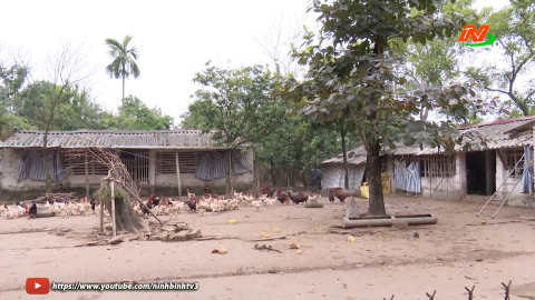 N&acirc;ng tầm gi&aacute; trị từ giống g&agrave; m&oacute;ng Ti&ecirc;n Sơn