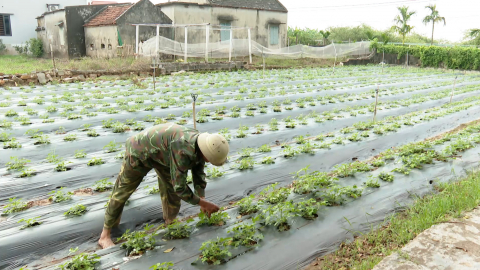 Kh&aacute;nh Trung đa dạng h&oacute;a c&acirc;y trồng n&acirc;ng cao gi&aacute; trị sản xuất