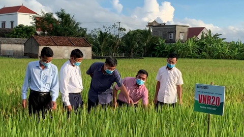 Đẩy mạnh thu hoạch l&uacute;a m&ugrave;a