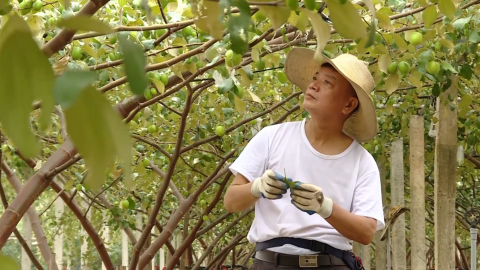 Kh&aacute;nh Nhạc thực hiện ti&ecirc;u ch&iacute; ph&aacute;t triển kinh tế n&ocirc;ng th&ocirc;n