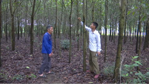 Ph&aacute;t huy hiệu quả kinh tế từ trồng rừng