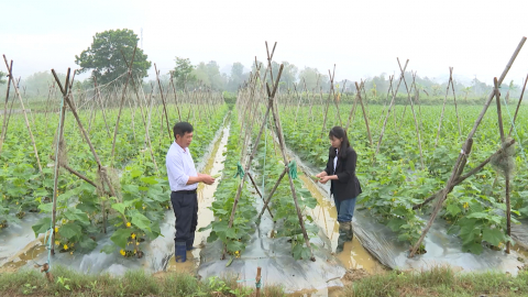 N&acirc;ng cao thu nhập từ trồng dưa chuột