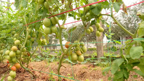 N&ocirc;ng sản an to&agrave;n hướng người ti&ecirc;u d&ugrave;ng sống xanh