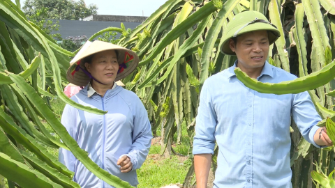 Trần Thương x&acirc;y dựng vườn mẫu, n&acirc;ng cao thu nhập cho người d&acirc;n