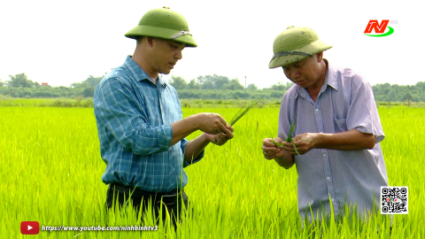 Ph&ograve;ng trừ s&acirc;u cuốn l&aacute; nhỏ hại l&uacute;a m&ugrave;a