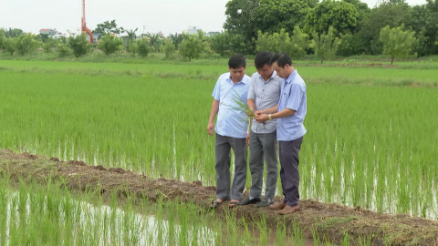 Ứng dụng khoa học kỹ thuật trong sản xuất n&ocirc;ng nghiệp ở Trực Ninh