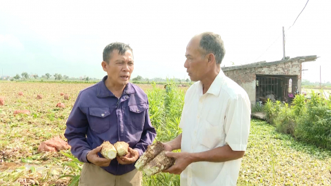Khai th&aacute;c hiệu quả tiềm năng c&acirc;y dược liệu