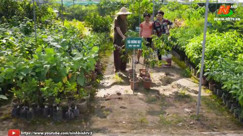 Kỹ thuật trồng vải kh&ocirc;ng hạt; Giới thiệu giống bưởi đỏ tiến vua