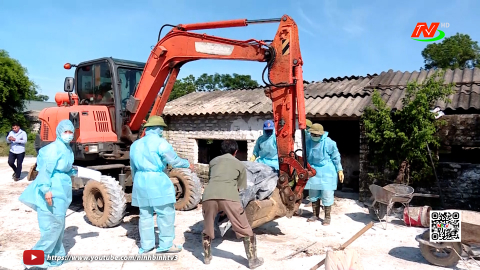 Ninh B&igrave;nh c&oacute; 48 địa phương xuất hiện dịch tả lợn Ch&acirc;u Phi